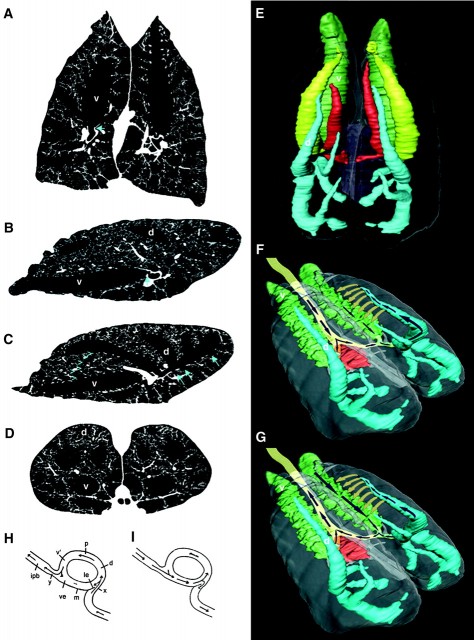 Figure 4. Airflow in alligator lungs. Computed tomography images (left) show the hairpin turn (blue arrow) into the CVB (v) in the coronal (A) and medial sagittal (B) views. The lateral sagittal view shows the larger ostia to the dorsal bronchi (C), some of the ostia of ventral and lateral bronchi (blue arrows), a parabronchus (blue arrowheads), and the dorsal bronchus in which flow was recorded (d). The axial view (D) shows the bifurcation of the primary bronchi. An oblique dorsal view of the major bronchi is shown in (E). A simplified view shows airflow during inspiration (F) and exhalation (G) in the trachea, CVB, dorsal bronchus, and parabronchi. Hazelhoff's model of exhalation (H) and inspiration (I). ipb, intrapulmonary bronchus; le, guiding dam; ve, vestibulum; v, ventrobronchus; m, mesobronchus; p, parabronchus; d, dorsobronchus; x,y, sites of constriction. | Credit: Sanders eta l (2010)