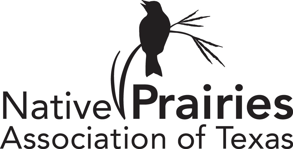 Native Prairies Association of Texas Logo, black bird profile on big bluestem