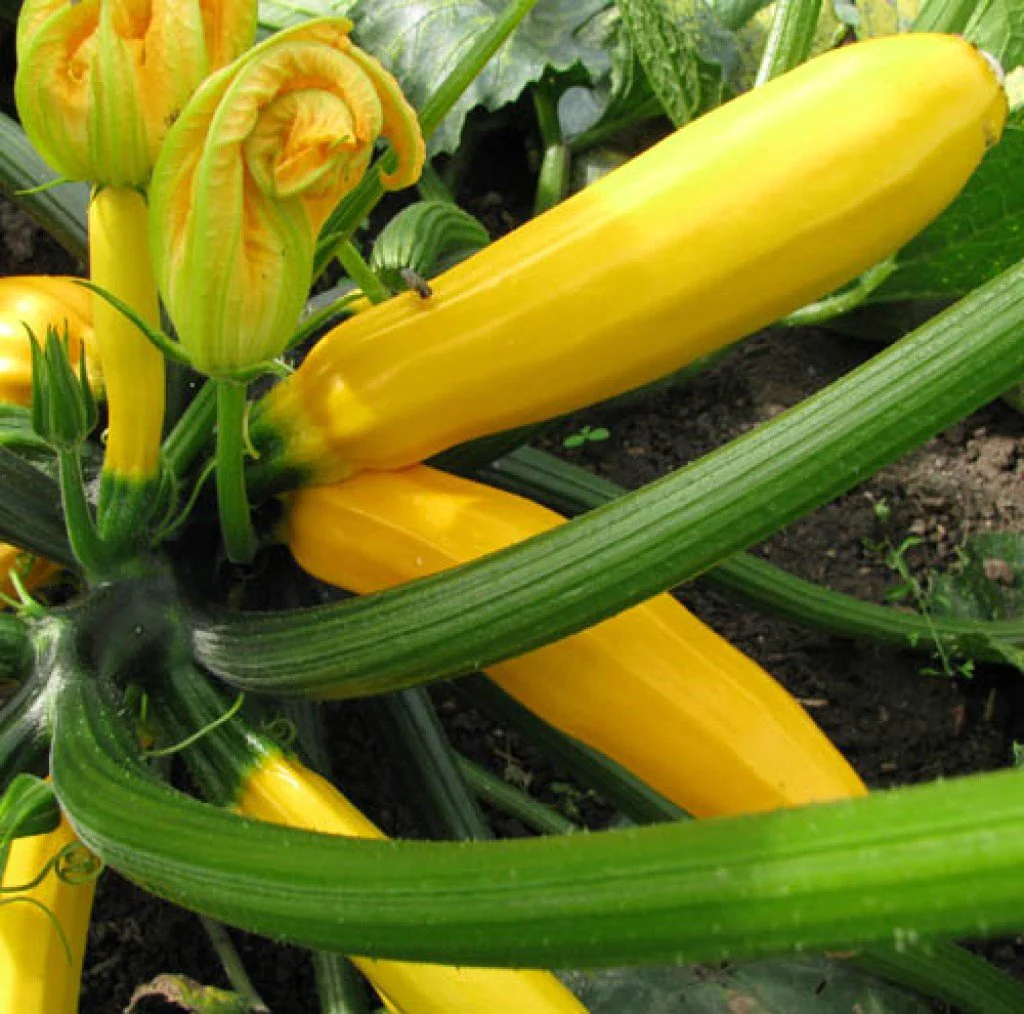 a bright yellow squash on green leaves