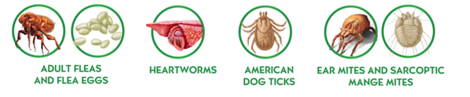 Heartworm prevention for Dogs: which medicine is best