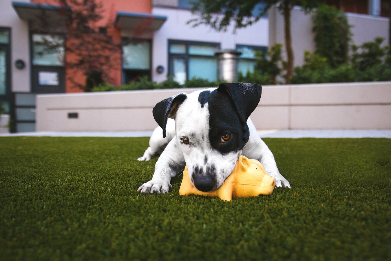 do you need a backyard for a dog