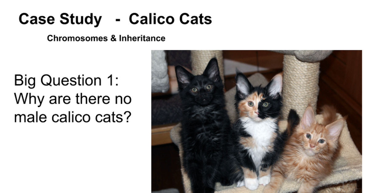 Calico cat case study answers picture