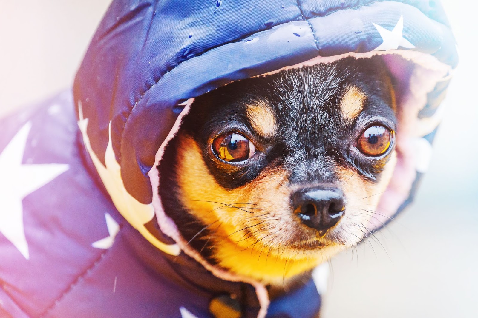 Perro con vestiod impermeable