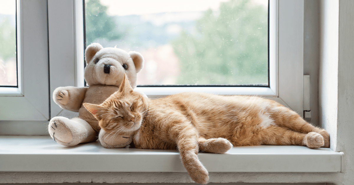 Ginger tabby cat laying on windowsill with head resting on teddy bear