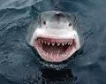 Image result for Killer sharks