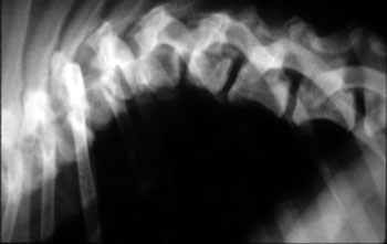 Lateral spine radiograph of a dog with hemivertebrae and dorsal angulation of the spine