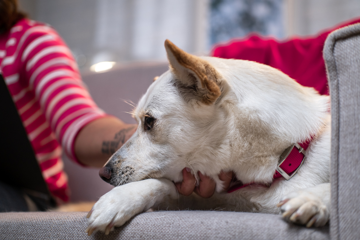 dog carpal pad injury