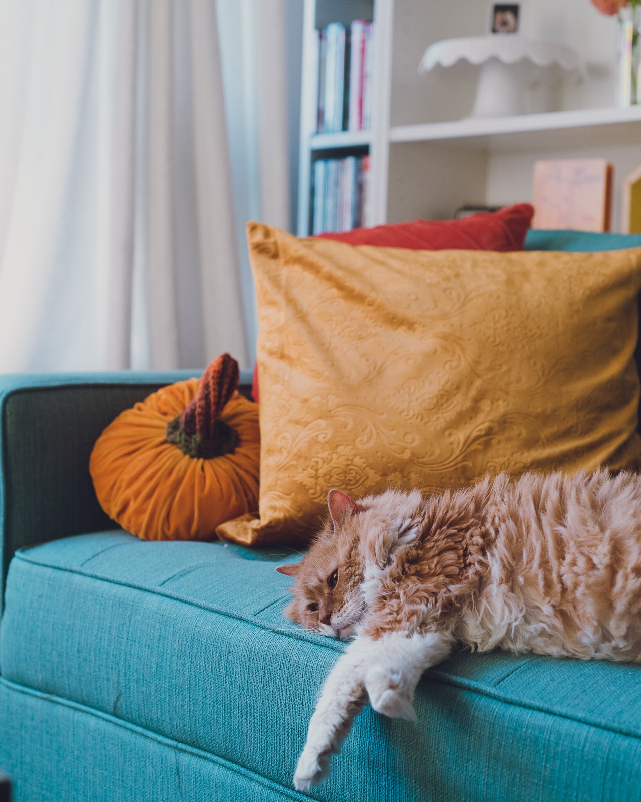 fall-bookshelf-orange-cat-blue-couch-decor-lily-muffins