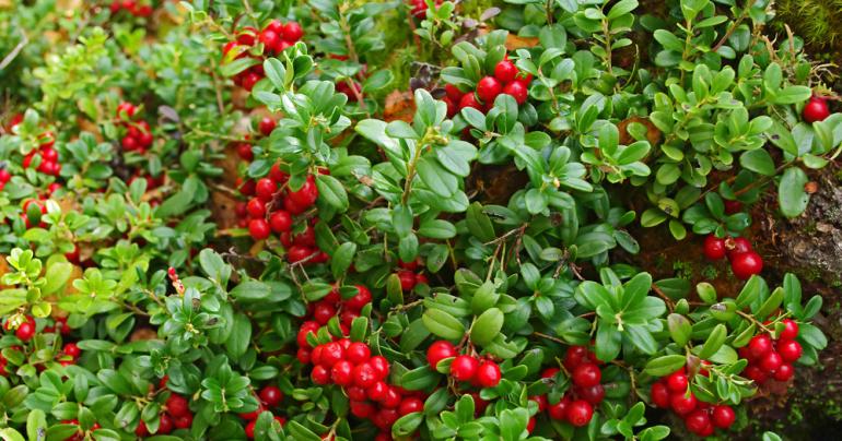 Cranberries são ervas para a saúde dos rins