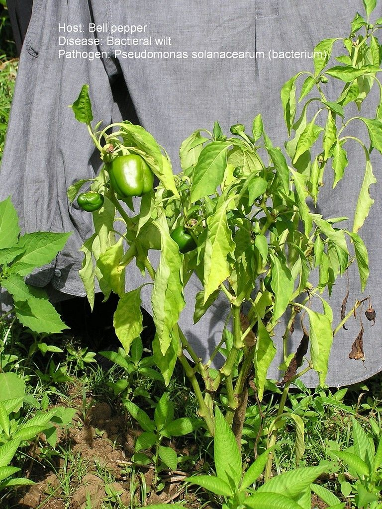 What are the effects of low temperatures on peppers