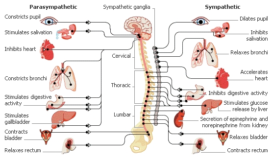 http://brainbasedcare.com/wp-content/uploads/2008/12/para-sympa1.jpg