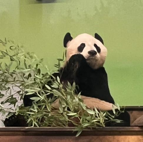 A picture containing indoor, mammal, giant panda

Description automatically generated