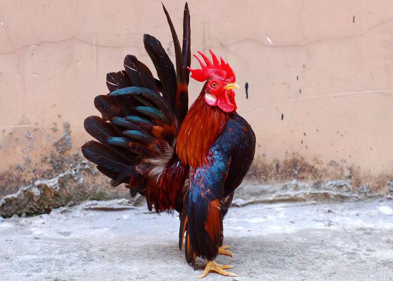 Gà không có một cọng lông, gà lùn, gà không đuôi và những loại gà kỳ lạ nhất trên thế giới - Ảnh 14.