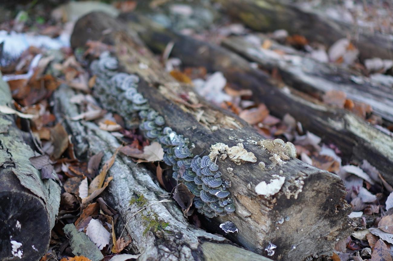 菌, 岩, 屋外, 覆い が含まれている画像

自動的に生成された説明