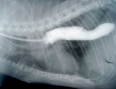 Extensive esophageal dilatation in a cat who presented for both dysphagia and severe respiratory difficulties