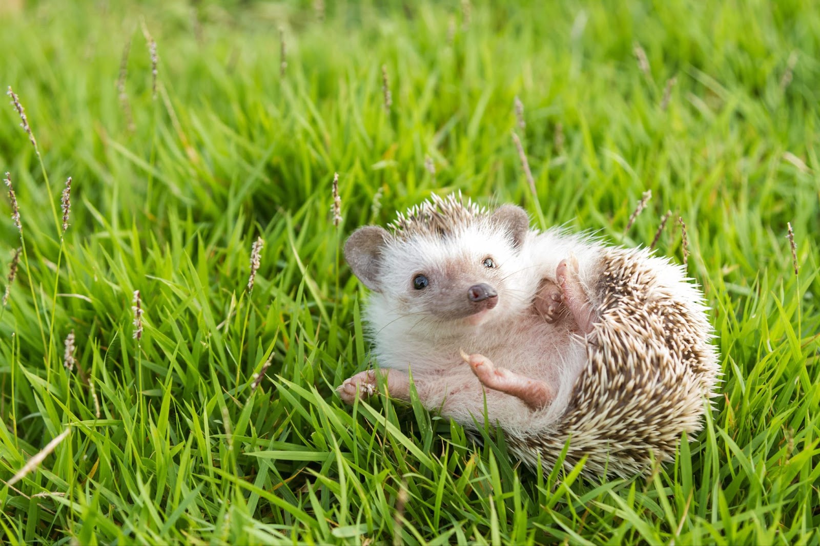  Hedgehog 
