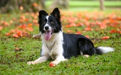 15 Symptoms Of Final Stages Of Canine Lymphoma 6 wP8G4cazkpeur0 4PIO3ZXZzQLqyjnaHKWPWMrc7I Si TBMmAsUkHdXMydhtcEwaPdVRIgphifwUcHtKvwk9MxLqFeKKynBS vjU9PXtrwQ4lohVYqm1HK1m4YCIYd6p4TnT4bf MKrE6C9XogqTQ