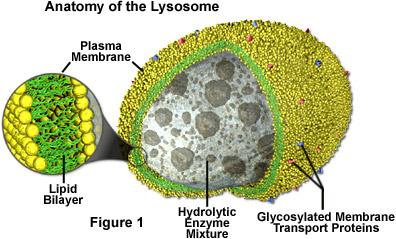 lysosomesfigure1.jpg