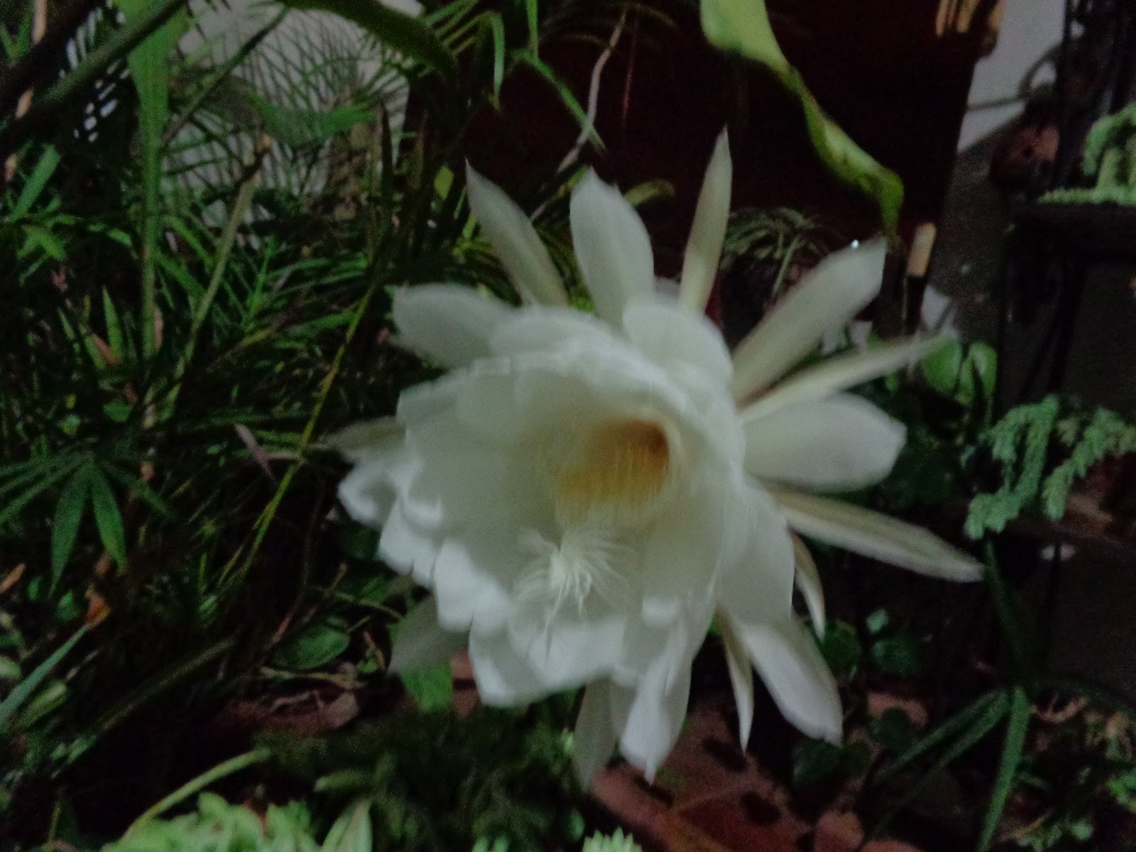 DSC05062.JPG