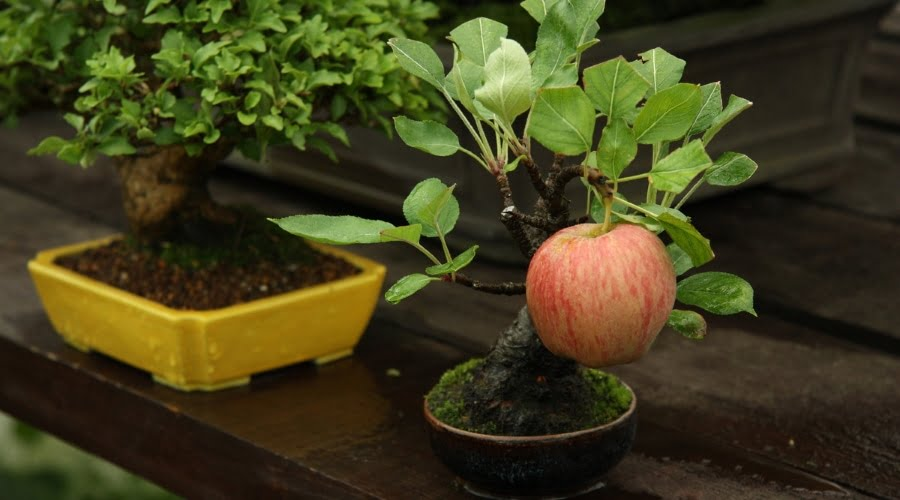 Apple Tree Bonsai: How to Grow and Care