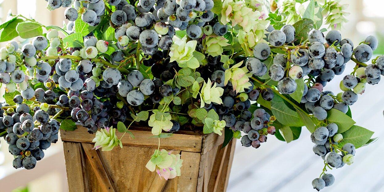 How to Grow Berries in Containers | Better Homes & Gardens