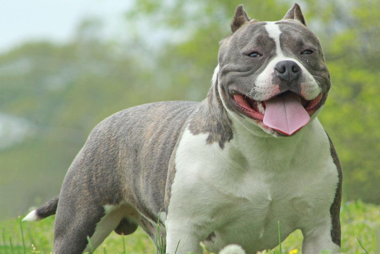 American Bully for Sale