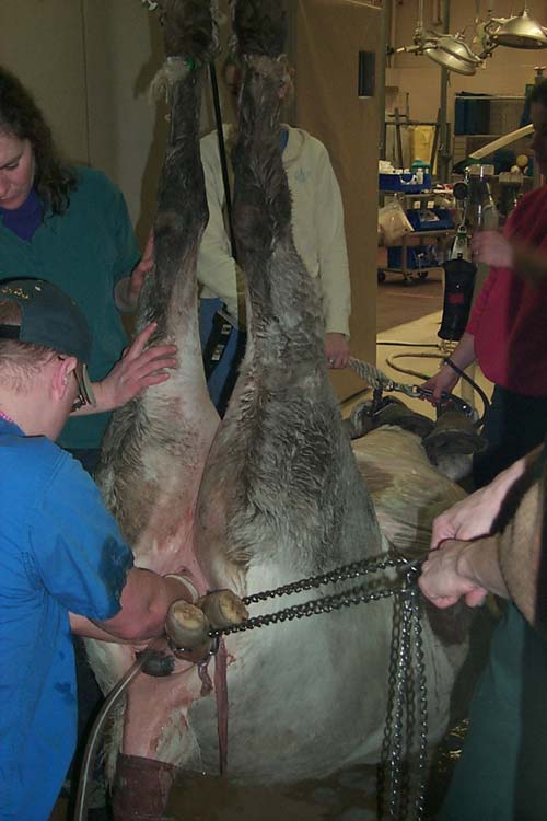  Dystocia. The mare has been anesthetized and its hindlimbs elevated in an effort to deliver the foal vaginally. The foal was delivered vaginally but did not survive.