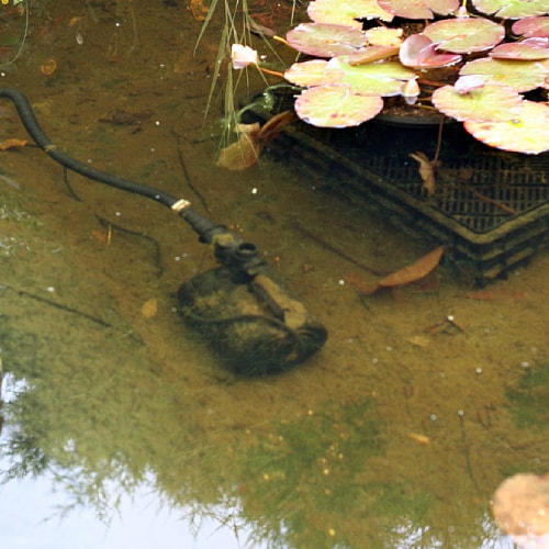 Pond maintenance