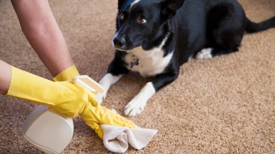 dog looking guilty while owner cleans up urine on carpet