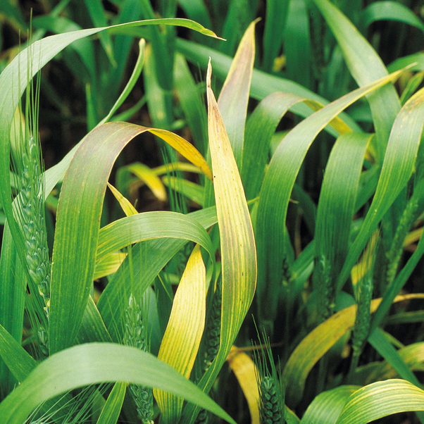 Spider Plant Leaves Turning yellow (Causes and How to Fix!)