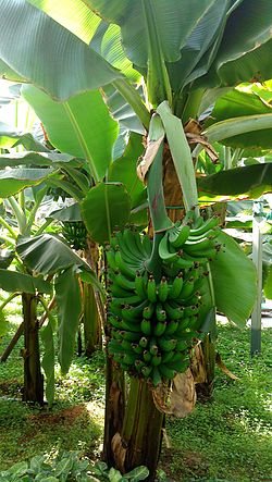 frutas tropicales banano.jpg