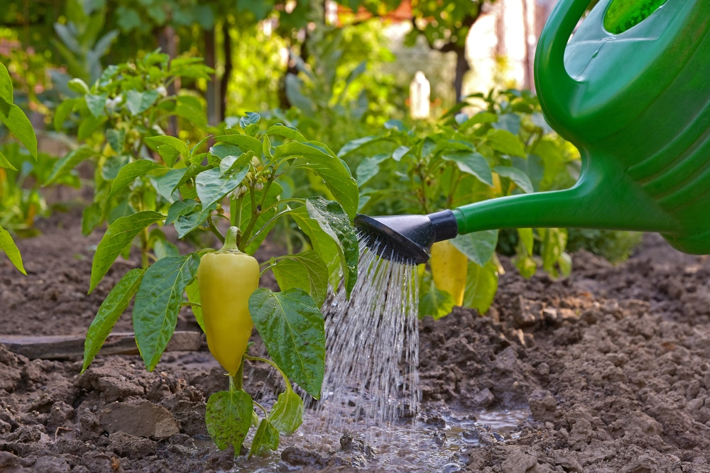 Improper Watering