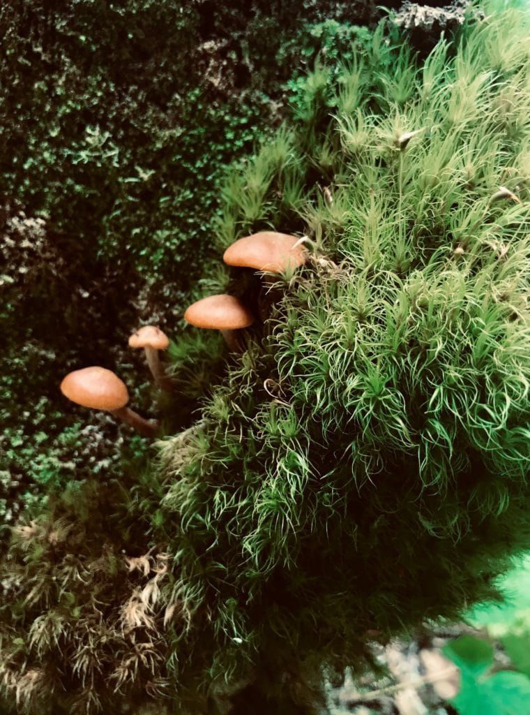 mushrooms growing through moss