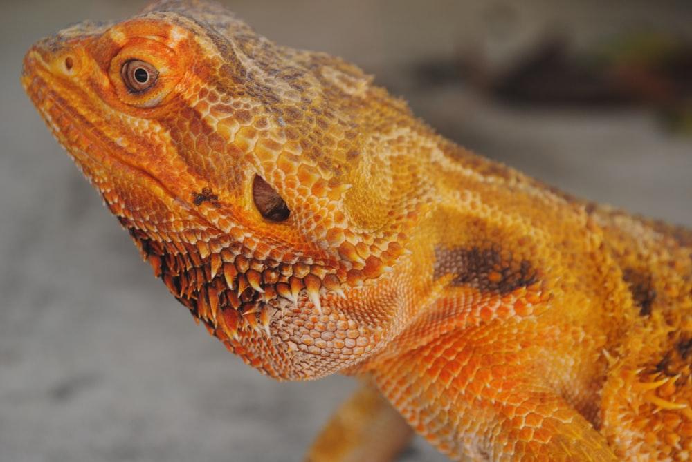 Classic/Standard Morph brown and white bearded dragon
