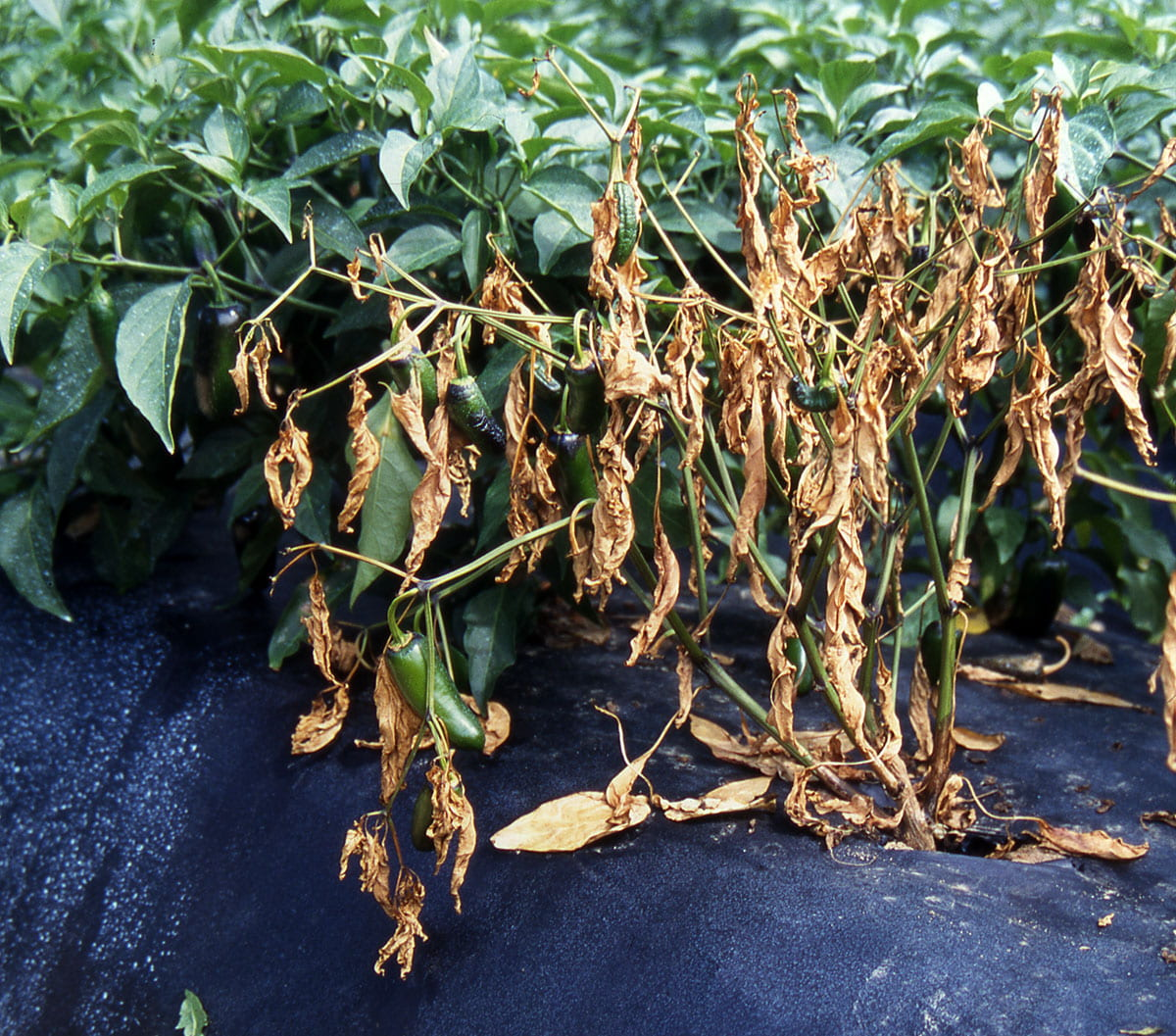 Phytophthora Blight