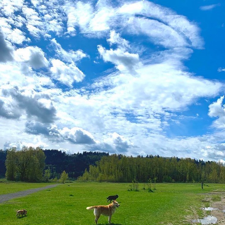 Best Off-Leash Dog Park