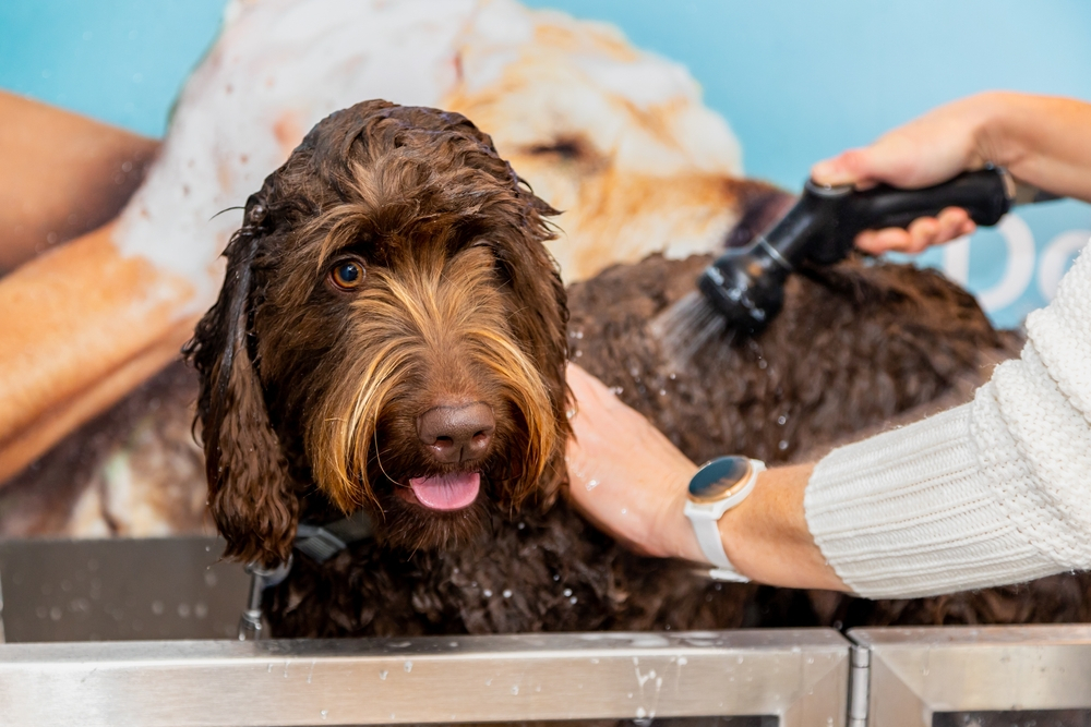 best shampoo for labradoodles, natural dog shampoo shea butter, normal to sensitive skin