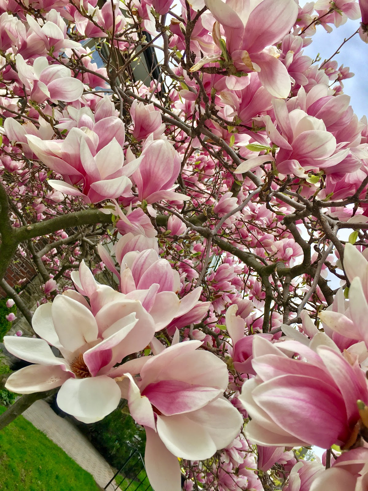 magnolias high park