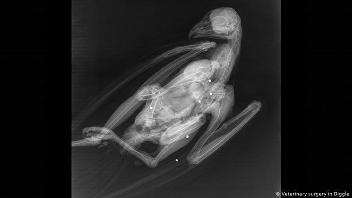 Свинцовая дробь на рентгеновском снимке сарыча, убитого под Манчестером