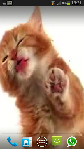 Download CAT LICKS LIVE WALLPAPER FREE apk