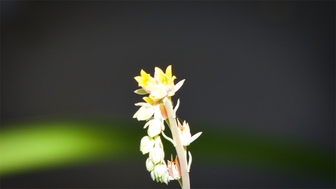 Tiny Succulent Flowers.jpg