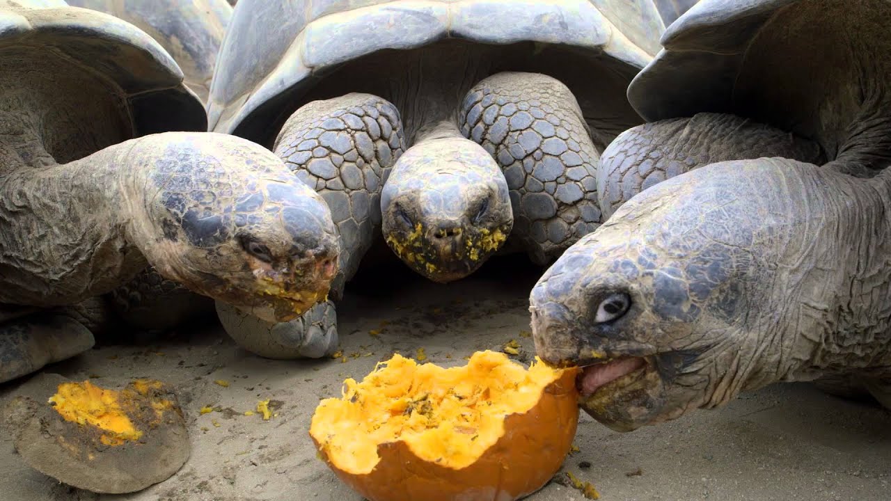 Can Tortoises Eat Pumpkin