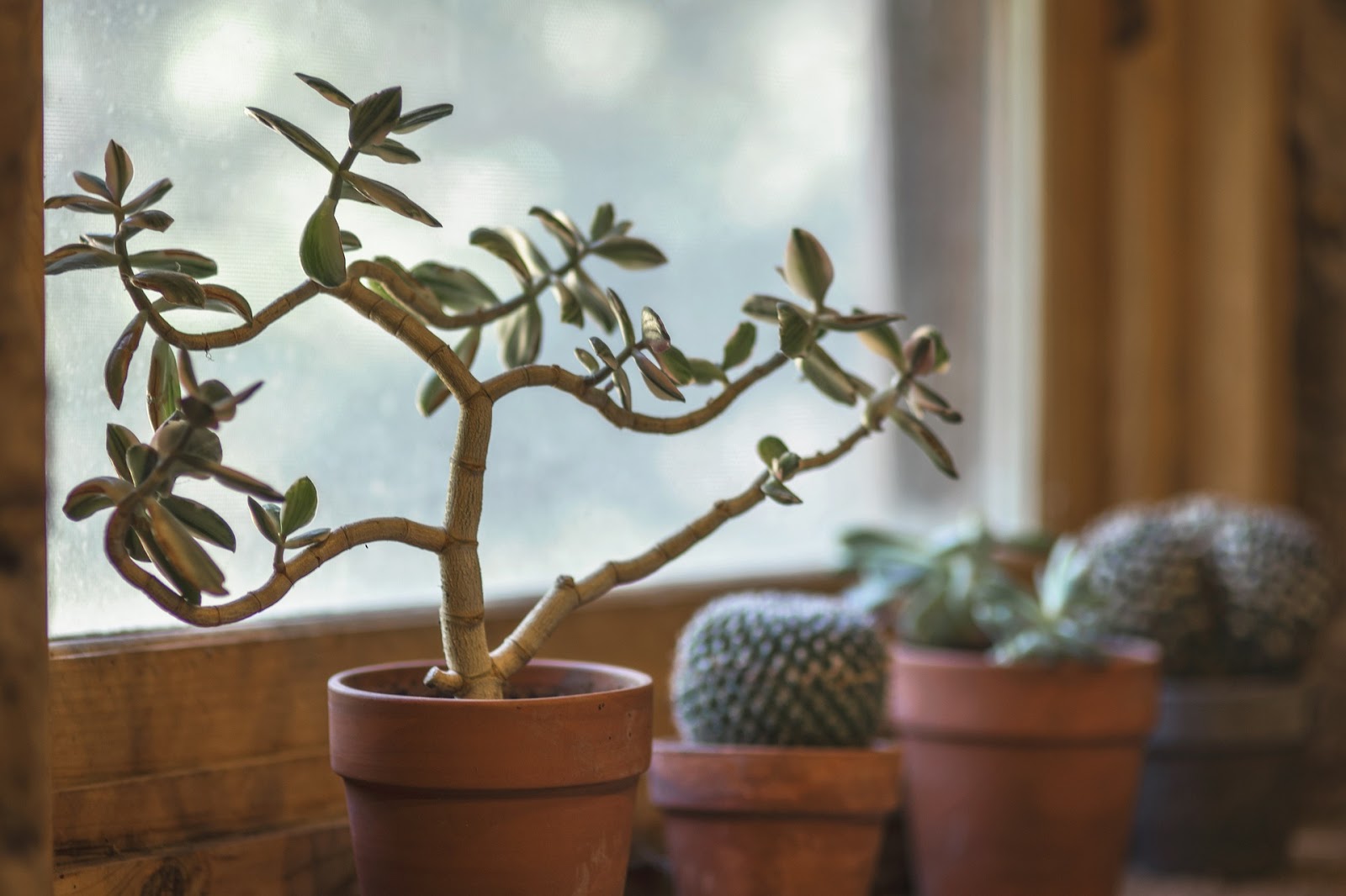 Various succulents in terra cotta pots sitting near a window