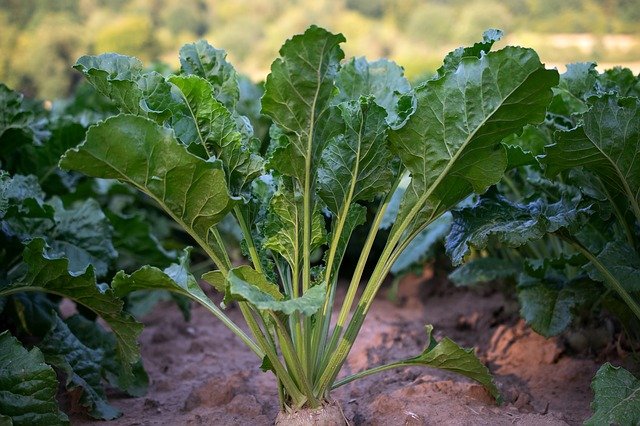 turnip leaf