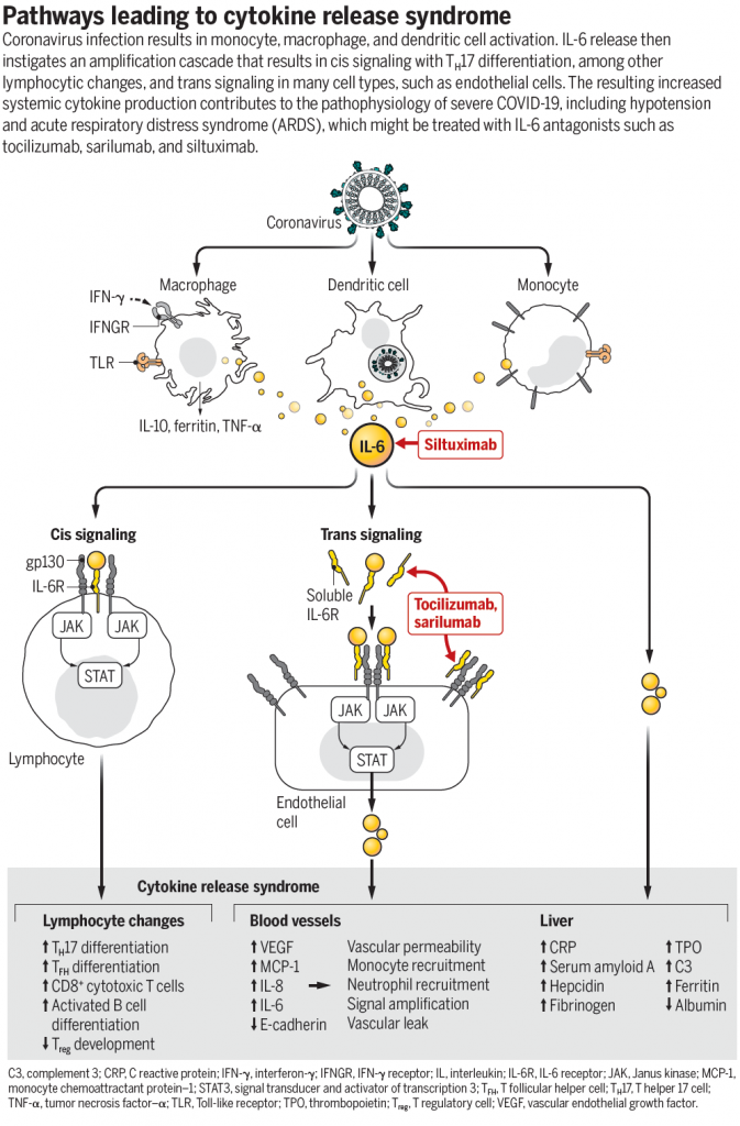 A flow chart showing immune cells and IL-6 signaling and their downstream effects.