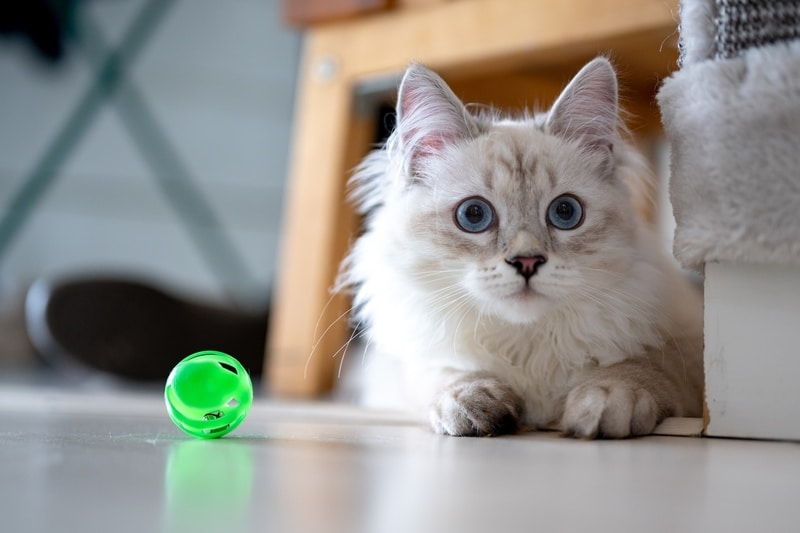 cat with ball toy