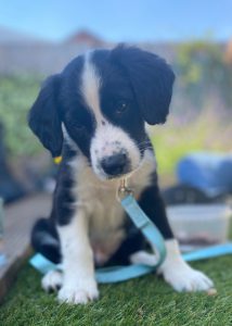 A border collie puppy sat on grass with a light blue lead