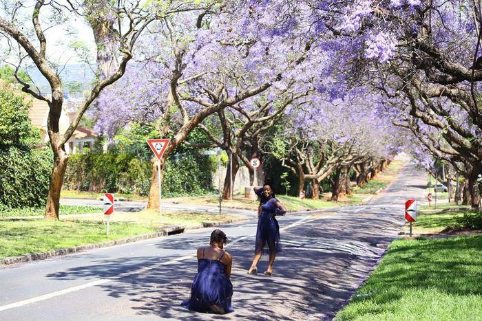 Pretoria – thành phố hoa phượng tím của Nam Phi - ảnh 3