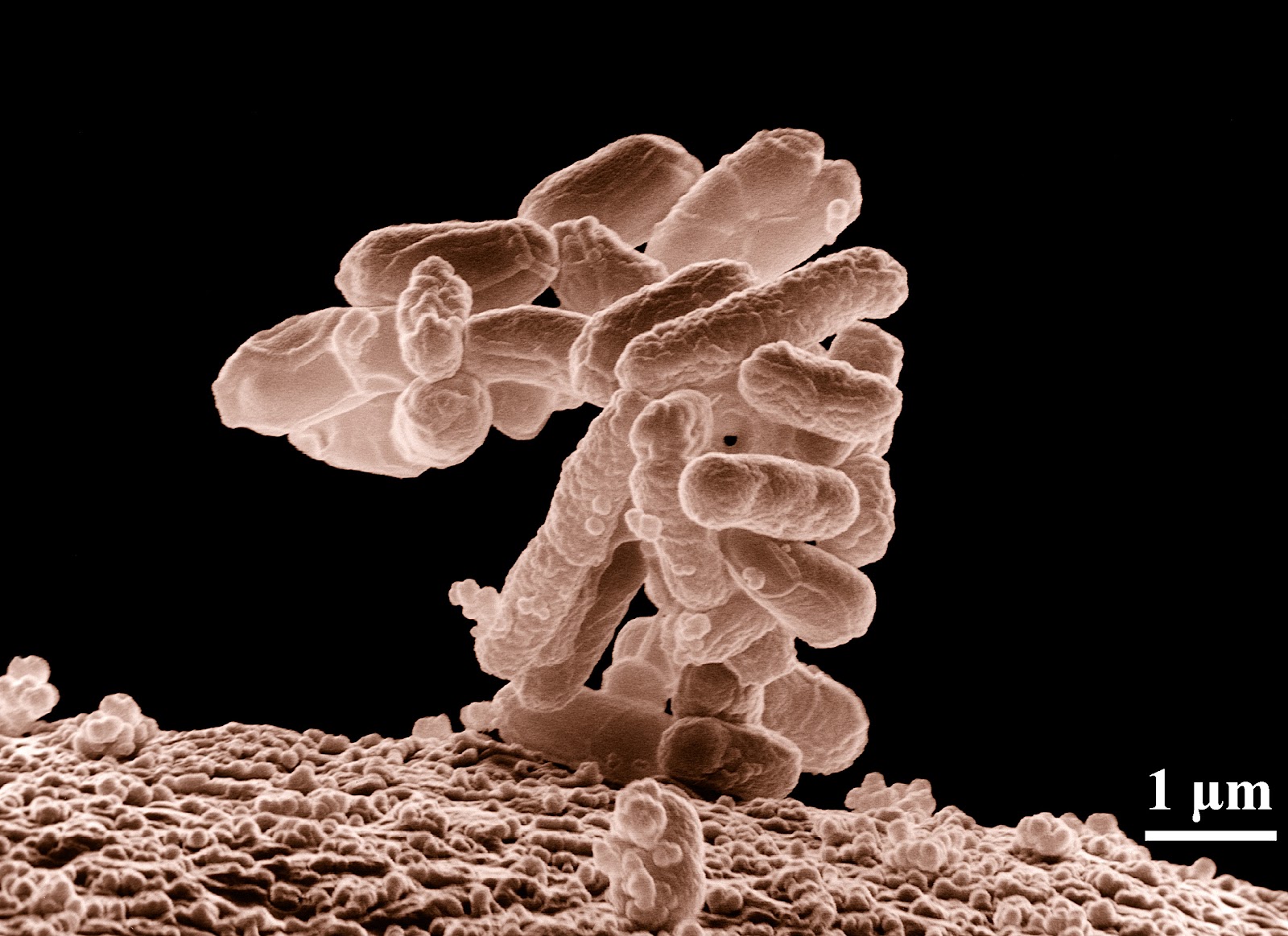 Microorganism - Wikipedia