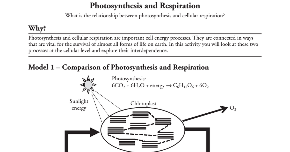 Photosynthesis Worksheet Answers Pogil